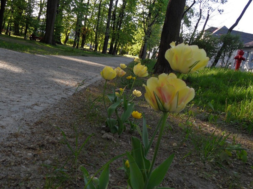 Żółte tulipany w Parku Staromiejskim