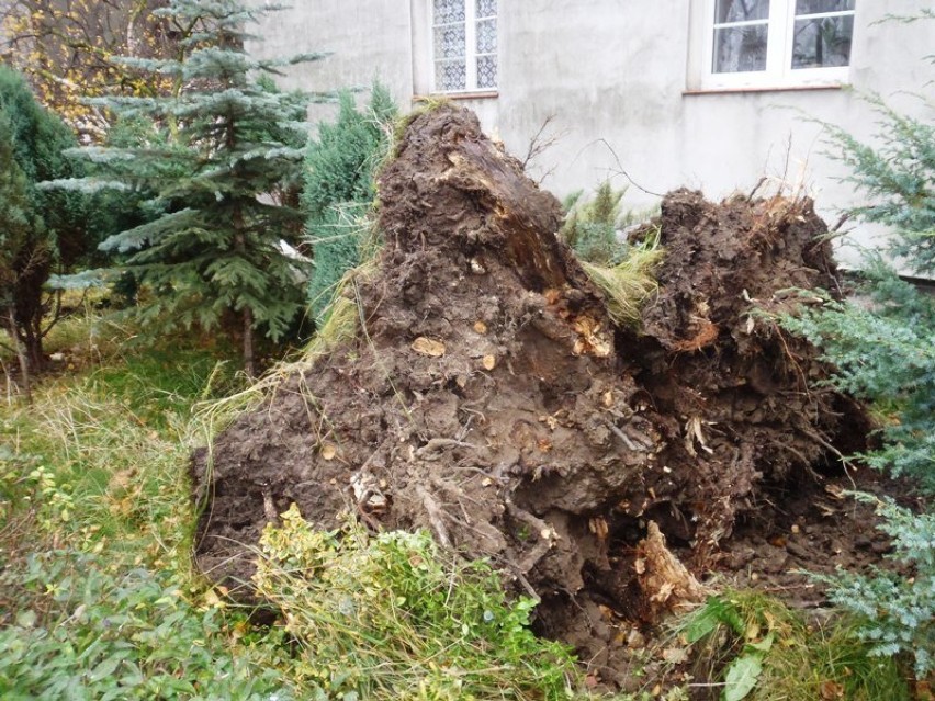 Wichura uszkodziła drzewa w Braniewie