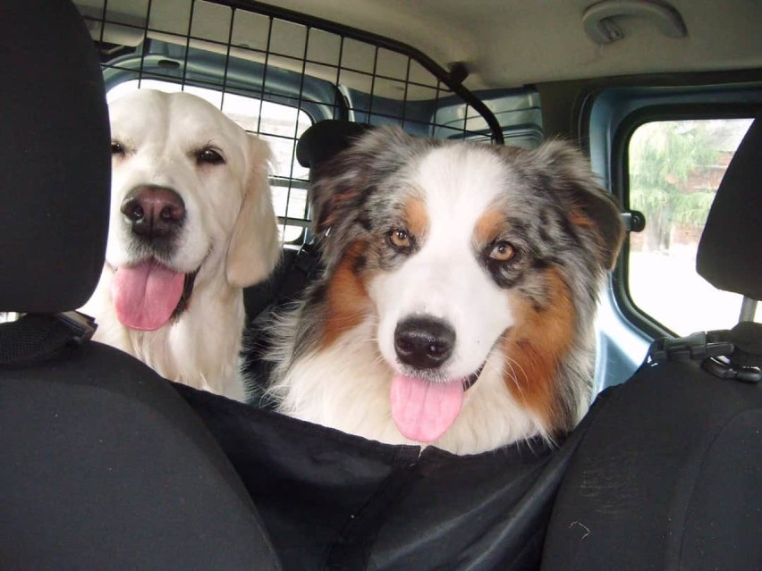 Reksio boi się auta, czyli, jak radzić sobie z niechęcią psa do podróży samochodem