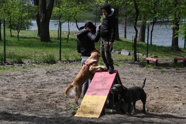 

W sobotę 2 maja nad zalewem w Kielcach ruch był duży ale  prawdziwe oblężenie przeżywał plac zabaw dla psów. Wybrało się tu ze swoimi czworonogami mnóstwo ludzi. Jak mówili pieski czują się na placu znakomicie stąd przychodzą tu z nimi ludzie nawet z dalszych osiedli. Jak zwykle nad zalewem można było w sobotę spotkać wielu spacerujących, jeżdżących na rowerze czy biegających. 

Zobaczcie wyjątkowe zdjęcia - 2 maja nad zalewem w Kielcach.