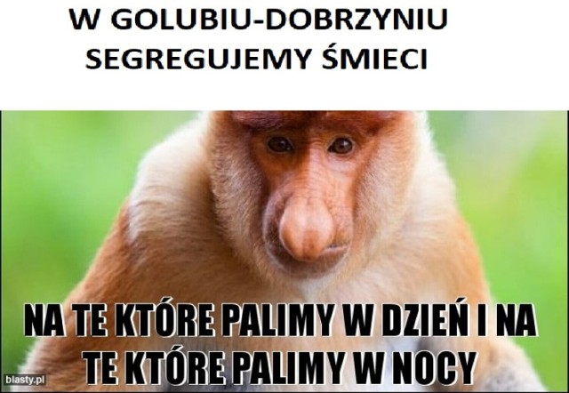 Golub-Dobrzyń doczekał się memów