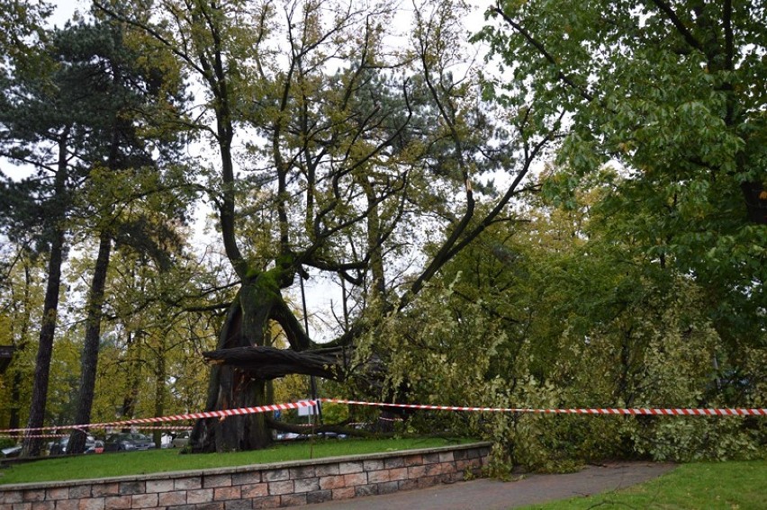 Wiąz w parku można uratować [zdjęcia]