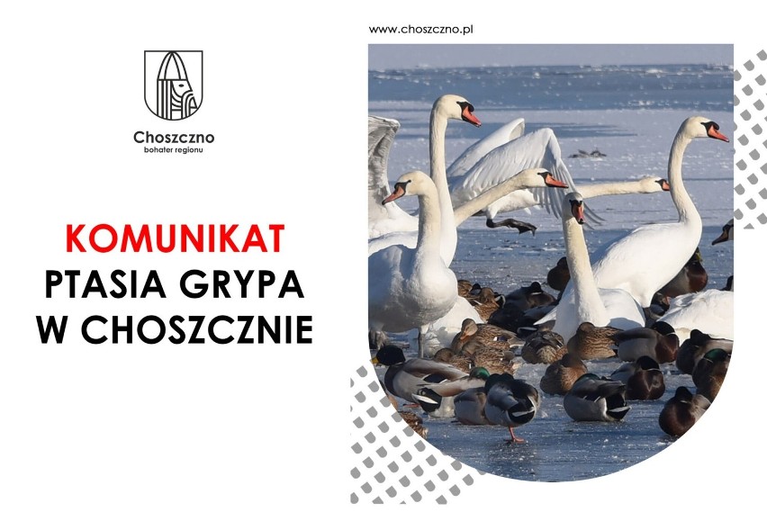Do Choszczna dotarła ptasia grypa. Padają łabędzie z jeziora Klukom. Mieszkańcy proszeni są o omijanie tych ptaków i niedokarmianie ich!
