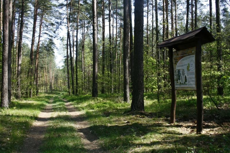 Poznaj pracę leśników, odwiedź Nadleśnictwo Kwidzyn i Park Dendrologiczny, spaceruj po lesie!