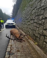 Pies zaatakował okazałego jelenia. Zwierzę poniosło śmierć na miejscu