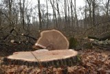 Radni w Tarnowie niechętni planom wycinki drzew objętych ochroną pomnikową. Oczekują na wyjaśnienia