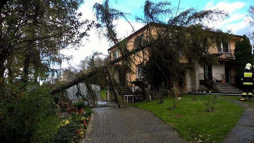 Przewrócone drzewo na posesji przy ul. Powstańców Śląskich w...