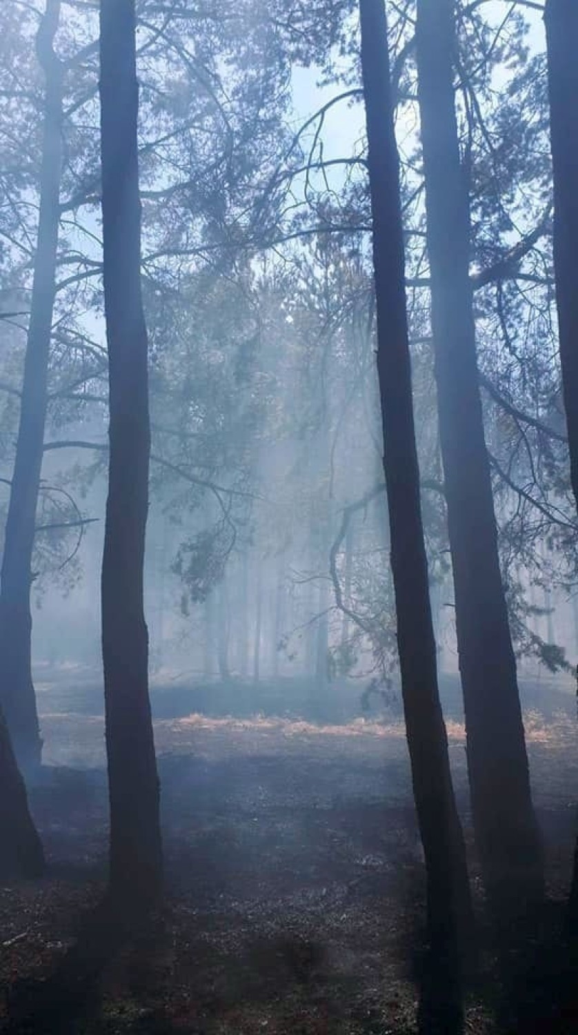 Duży pożar lasu i nieużytków w powiecie wieluńskim. Ogień gasiło 19 jednostek straży [FOTO]
