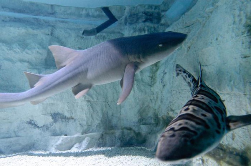 Mobilne akwarium z rekinami w Będzinie