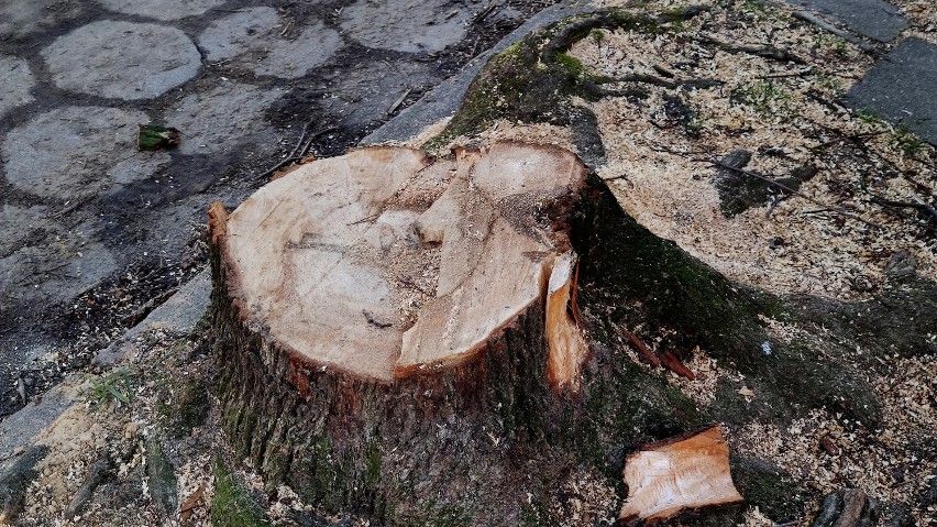 Przebudowa ul. Broniewskiego w Piotrkowie:  około 40 drzew...