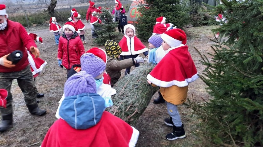 Przedszkolaki ze Szczecinka w poszukiwaniu świątecznego drzewka [zdjęcia]