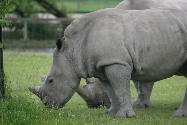 W zoo można oglądać też nosorożce. Boś i Faith uwielbiają...