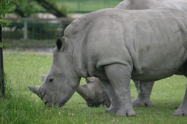 W zoo można oglądać też nosorożce. Boś i Faith uwielbiają pieszczoty
Nosorożce czasem muszą być ważone. Dwa ważą w sumie pięć ton. To jedne z najcięższych i najefektowniejszych zwierząt w ogrodzie. Podczas ważenia waga musi być zakopana kilkadziesiąt centymetrów pod ziemią. Boś i Faith mają dwoje dzieci: Zulusa i Hope.