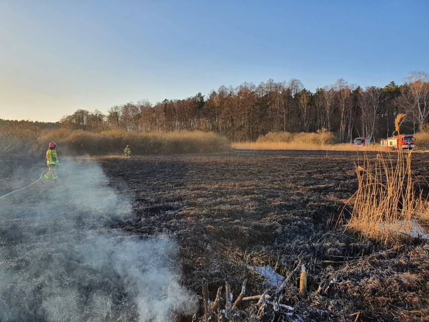Straż pożarna apeluje - stop pożarom traw! Ostatnio spłonęły 2 hektary łąki [FOTO]