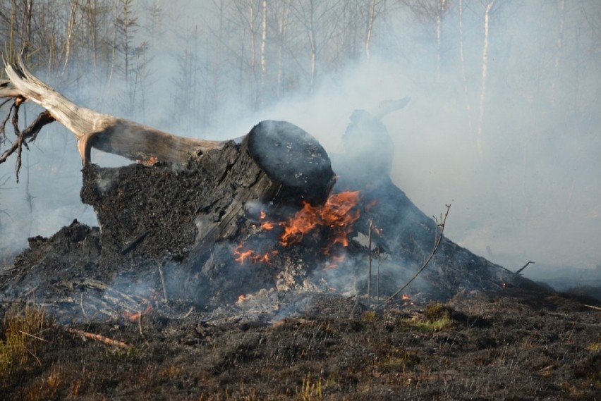 Pożar lasu w Czarnym Dunajcu. 5 ha zagajnika "poszło z dymem" [FOTO]