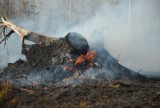 Pożar lasu w Czarnym Dunajcu. 5 ha zagajnika "poszło z dymem" [FOTO]