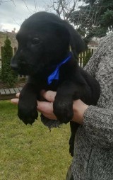 Szczeniak labradora do adopcji! Wolontariusze dla zwierząt z azylu w Pleszewie szukają dla niego dobrego domu