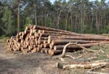Tragiczny wypadek podczas wycinki lasu w Kobielach Wielkich? Nie żyje 39-letni mężczyzna