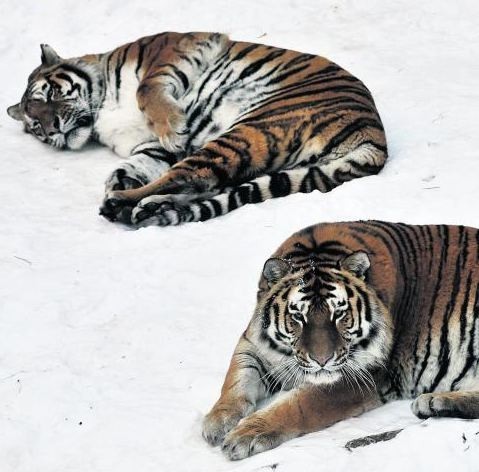 Tygrysy syberyjskie uwielbiają mrozy i zabawy na śniegu
