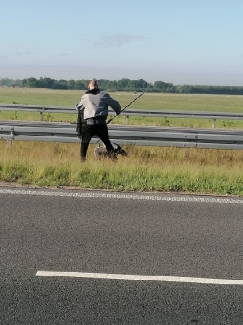 Leszno. Ratowali bociana na drodze S5. Miał połamane skrzydło po zderzeniu z autem [ZDJĘCIA]