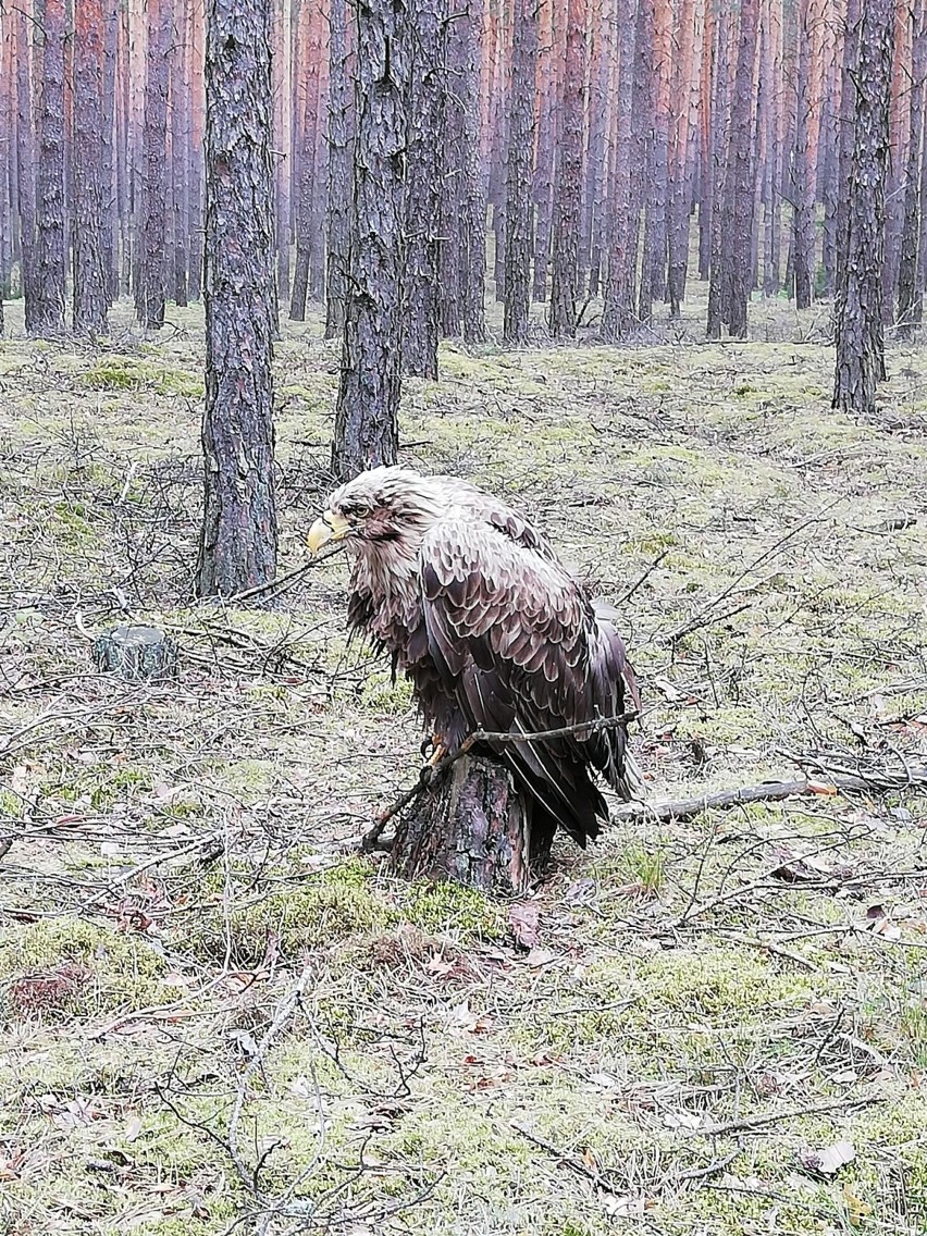 Ranny bielik z gminy Skąpe dochodzi do zdrowia w ośrodku w...