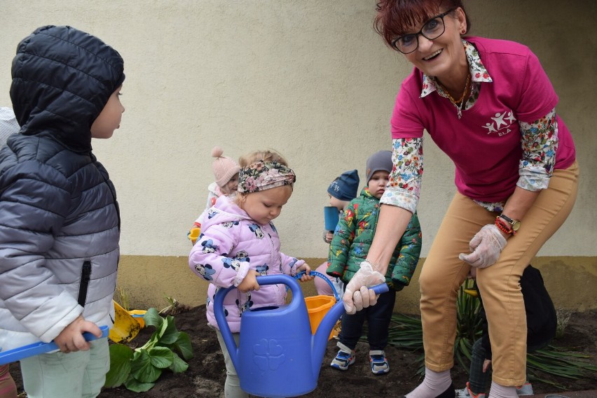 Żłobek miejski w Obornikach. Maluszki wraz z wychowawczyniami posadziły rośliny przed budynkiem