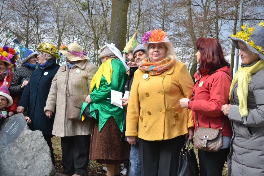 Członkowie UTW w Malborku powitali wiosnę [ZDJĘCIA]. Doroczne spotkanie przy dębie