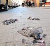 Kraków: reaguj na martwe zwierzęta! Dzwoń na infolinię