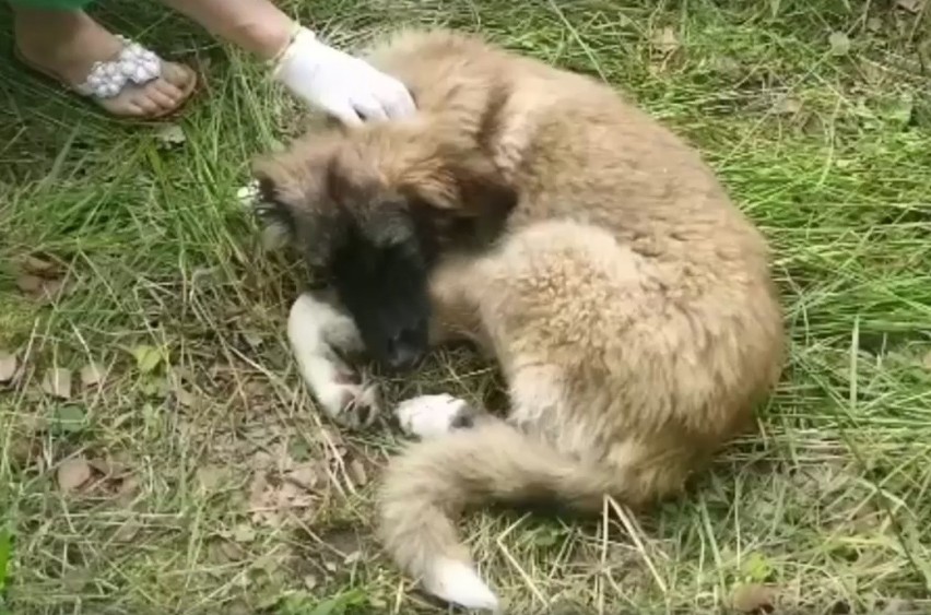 Niestety w poniedziałek wieczorem jeden z piesków zdechł....