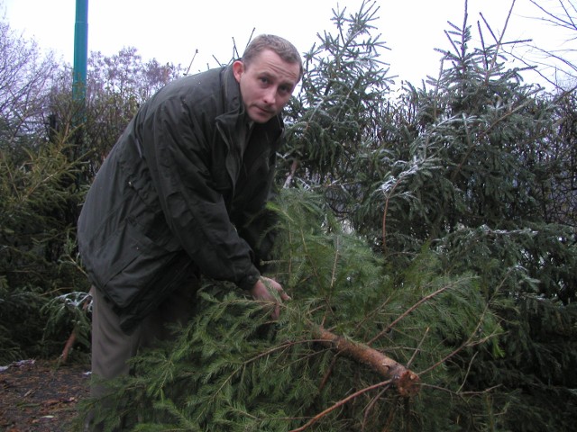 Paweł Konstanty z Nadleśnictwa w Węgierskiej Górce przekonuje, że żywe drzewko na święta to prawdziwy skarb.