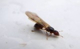 Latające mrówki w Śląskiem. Skąd się wzięły, czy gryzą i jak się pozbyć tych owadów?