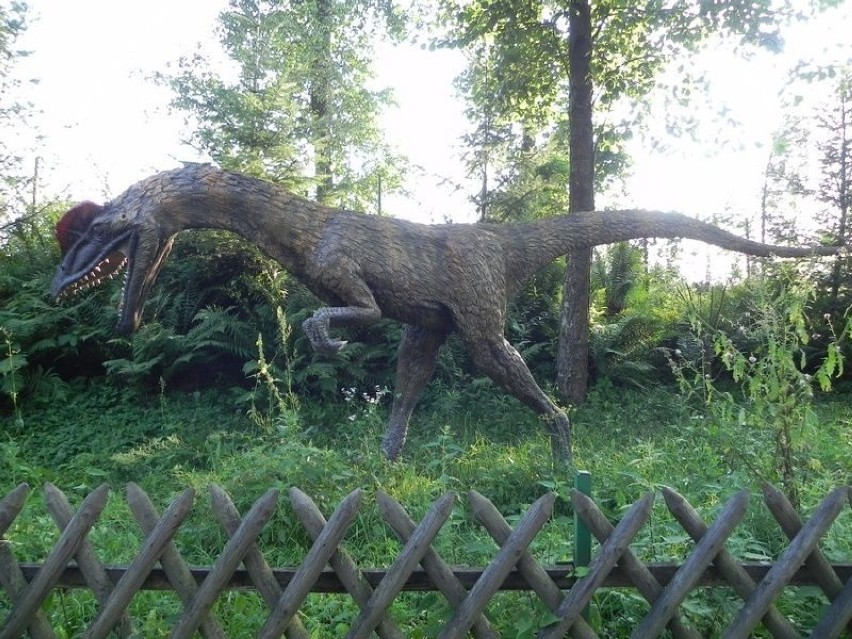 Później odnaleziono ślady innych dinozaurów: stegozaura i...