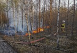 Gmina Gizałki. Pożar lasu na granicy powiatów pleszewskiego i konińskiego