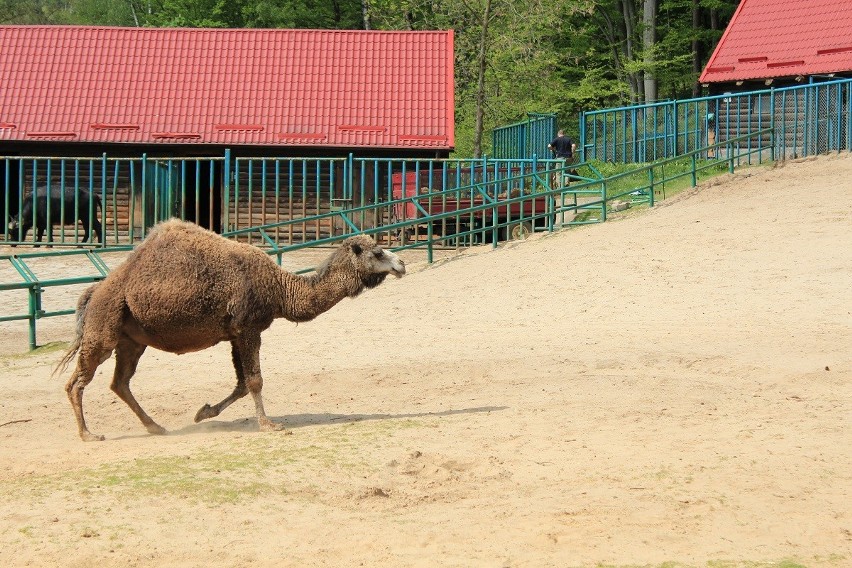 Zoo w Gdańsku: Wielbłąd na pustyni jest tym, czym statek na morzu [ZDJĘCIA]
