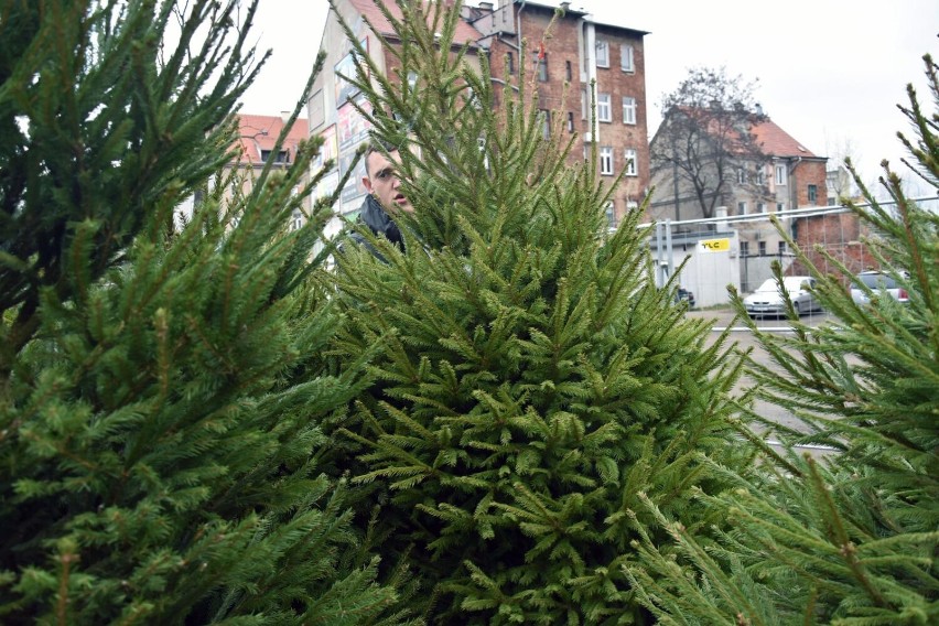 Ferio w Legnicy będzie rozdawać klientom darmowe choinki! Co trzeba zrobić, żeby dostać drzewko?