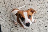 W Warszkowie znaleziono suczkę. Właściciel proszony jest o kontakt, w innym razie pies zostanie przeznaczony do adopcji