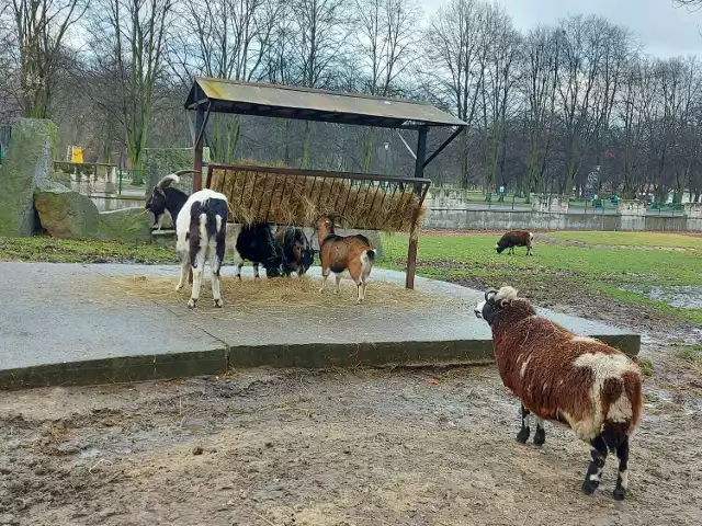 Opowieść wigilijna o chorzowskim zoo. Co mówią podopieczni Śląskiego Ogrodu Zoologicznego?