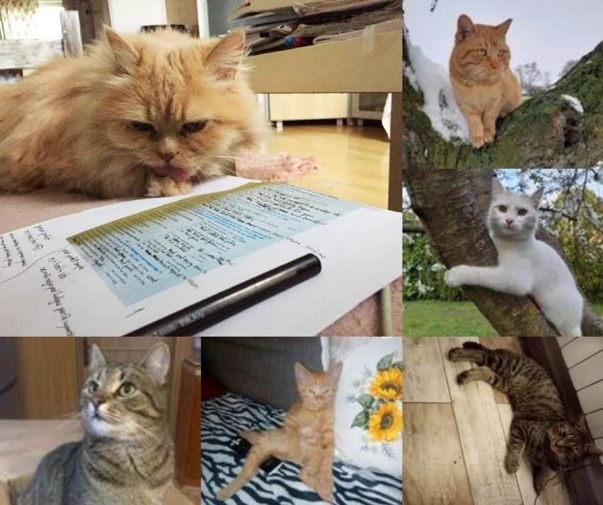 Dzień Kota. Galeria zdjęć kotów mieszkańców naszego powiatu