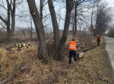 Ruszyła wielka wycinka drzew na potrzeby małej inwestycji. Pilarki pracują przy Palmiarni w Wałbrzychu - zdjęcia