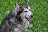 Alaskan malamute szuka właściciela. Pies trafił do schroniska w Grudziądzu