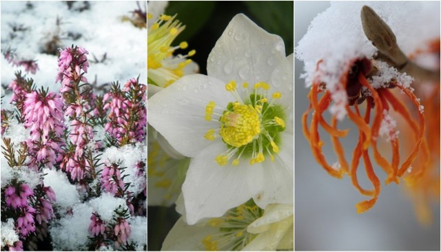 I kto by pomyślał, że tak pięknie mogą kwitnąć ogrody już w lutym. A w grudniu w naszych mieszkaniach - feeria kwiatów doniczkowych! Zobaczcie, które rośliny rozkwitają zimą! >>>
