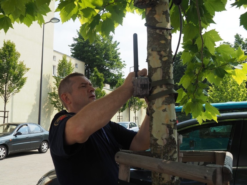 Straż miejska ma tajną broń do walki z brudasami. 30 nowych fotopułapek