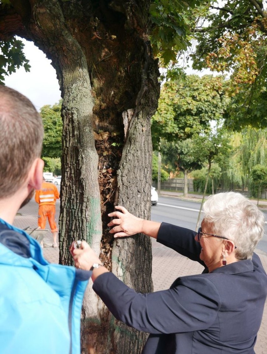 Starosta Hanny Iwaniuk sadzi drzewa przy Łaskiej. Nowy...