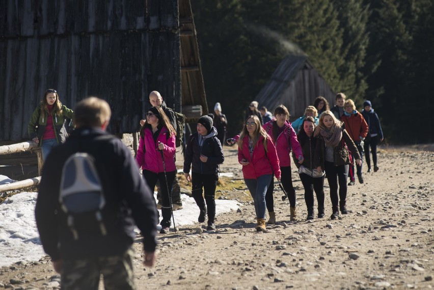 Turyści oblegają Dolinę Chochołowską. Wszyscy chcą zobaczyć krokusy [ZDJĘCIA]