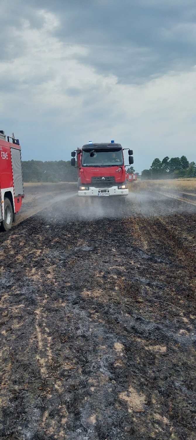 Pożar zboża we Wrzeszczewicach koło Łasku ZDJĘCIA