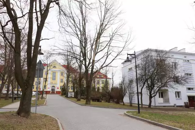 Na ulicy Świętego Stanisława Kostki w Kielcach trzeba wyciąć część drzew. 

Zobacz kolejne zdjęcia