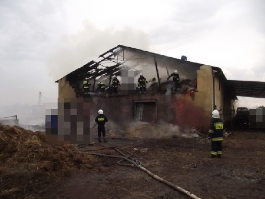 Ostrów: Strażacy walczyli z pożarem chlewni przez 18 godzin