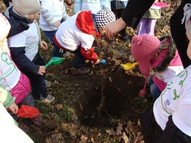 Dzieci samodzielnie zasypały korzenie sadzonek i udeptały...