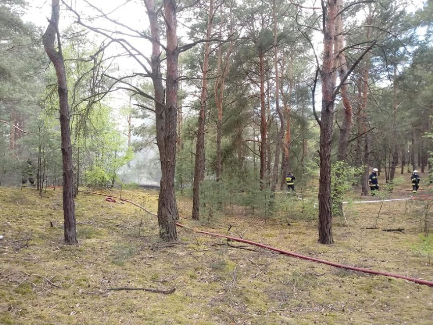 W niedzielę znów paliło się poszycie leśne w gminie Gizałki