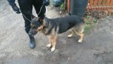Znaleziono psa na Szczytnowskiej. Bezpańskie zwierze trafiło do schroniska